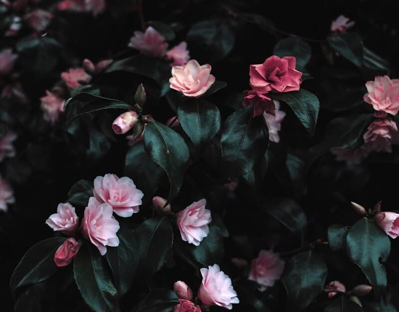 Flowers & Plants - Vibrant pink flowers blooming amidst lush dark l #1083822