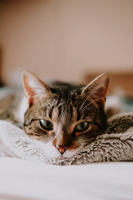 Cute Pets - Peaceful domestic cat resting on a warm, soft bl #11264338