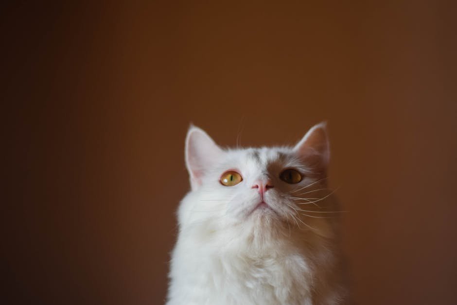 Cute Pets - A close-up of a white Persian cat with a fluffy #14025145