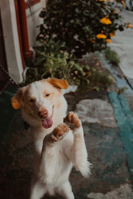 Cute Pets - Cheerful dog on a leash, standing playfully outd #14657119