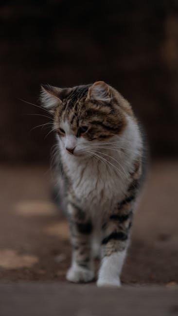 Cute Pets - A cute calico cat walks gracefully on a sidewalk #19357357