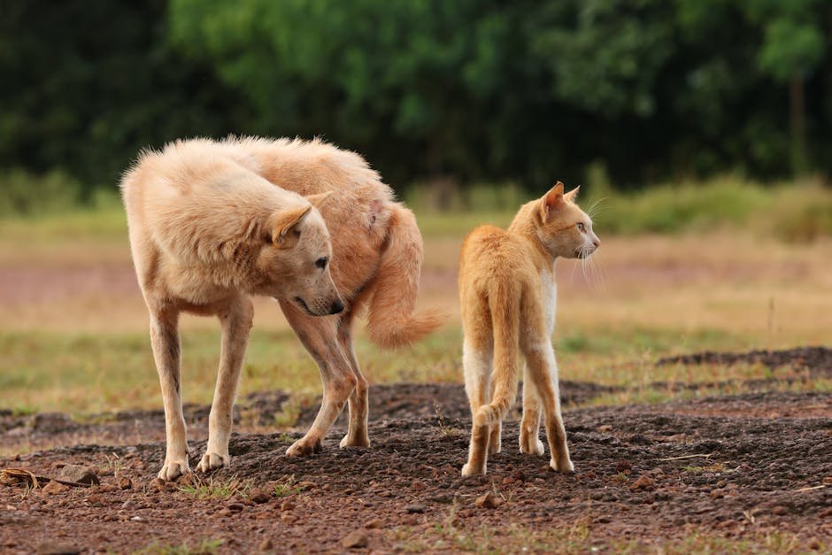 Cute Pets - A dog and a cat standing together outdoors, show #28852102