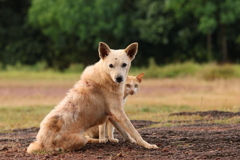 Cute Pets - A dog and cat in an outdoor setting, showcasing #29357039