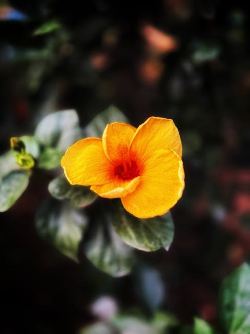 Flowers & Plants - A close-up of a vibrant yellow hibiscus flower w #35281750