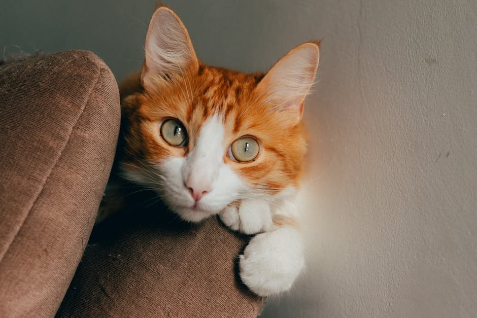 Cute Pets - A cute ginger cat with bright eyes resting on a #35569231