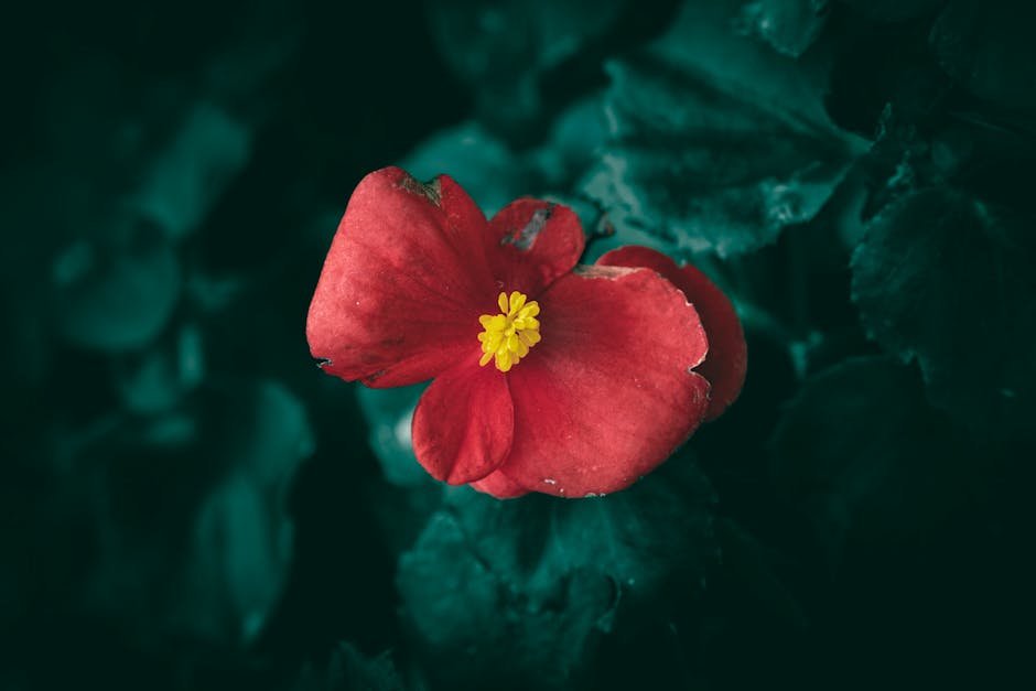 Flowers & Plants - Close-up of a blooming red begonia flower surrou #35655776
