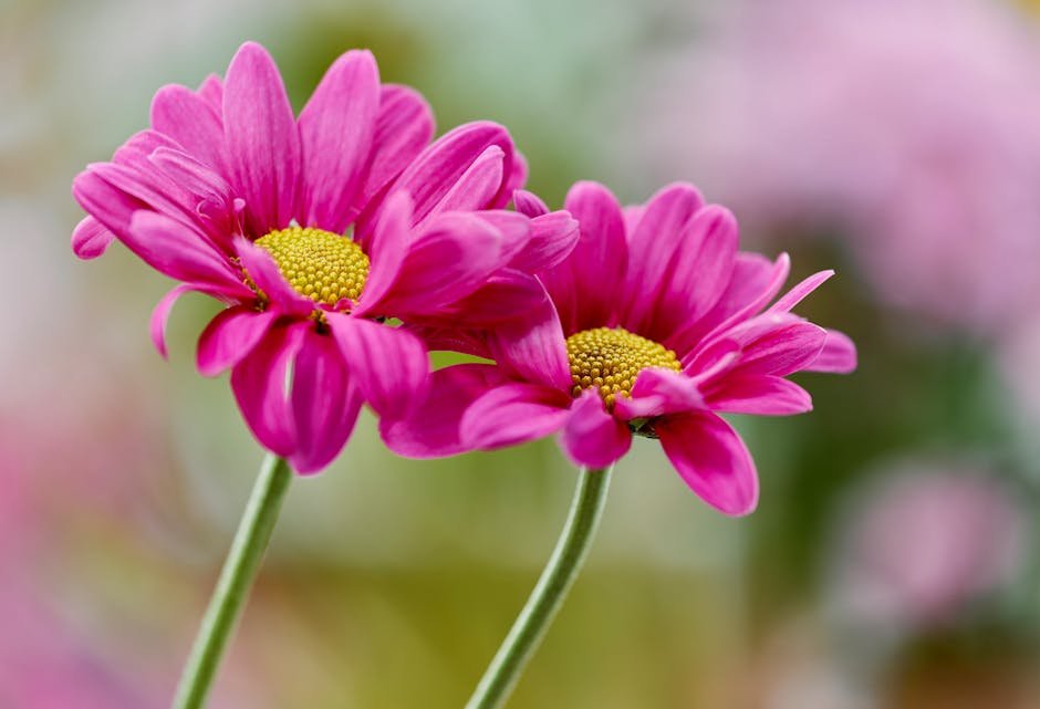 Flowers & Plants - Close-up of vibrant pink daisies with yellow cen #36815658