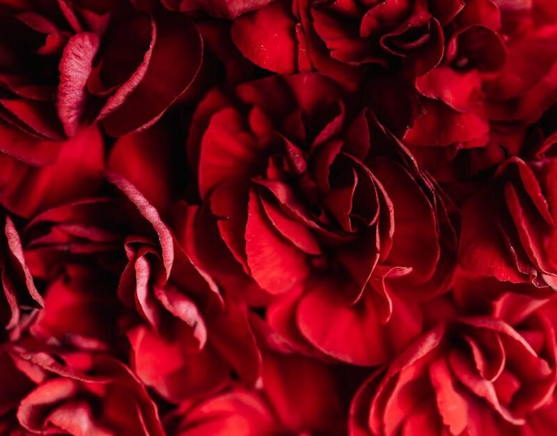 Flowers & Plants - Closeup top view of fresh vivid red and beautifu #4195587