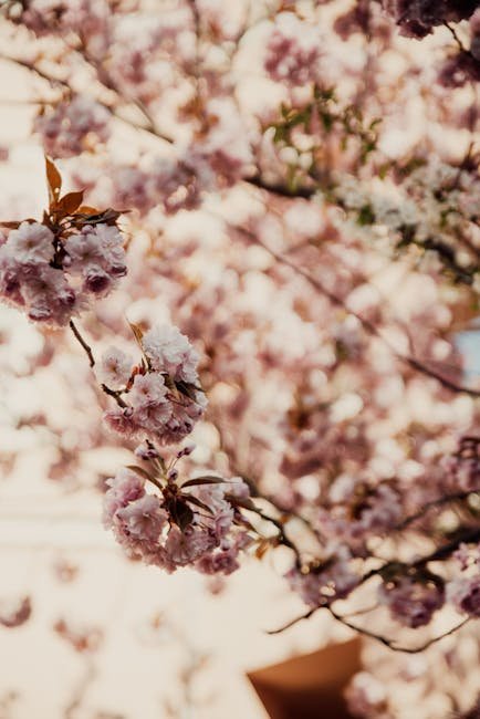 Flowers & Plants - Beautiful cherry blossoms in bloom against a sof #6072560