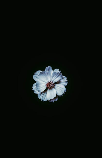 Flowers & Plants - A striking close-up of a blue flower isolated ag #6402924