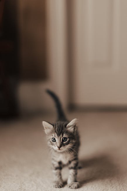 Cute Pets - A cute kitten with whiskers on carpeted indoor f #9396349