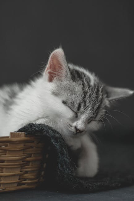 Cute Pets - A cute kitten peacefully sleeping in a basket, s #9457066
